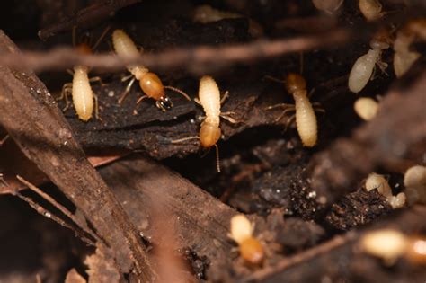 Termites Swarming In Florida Termite Infestations In Fl