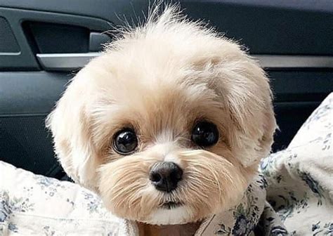 Most of all, be sure your dog name choice is a good fit for you and your pet because you'll be saying it…a lot. 82+ Most Cute Female Puppy Names - PupsToday