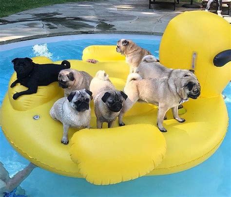 Best Pool Party Ever Photo By Woodytheblackpug Want To Be Featured On