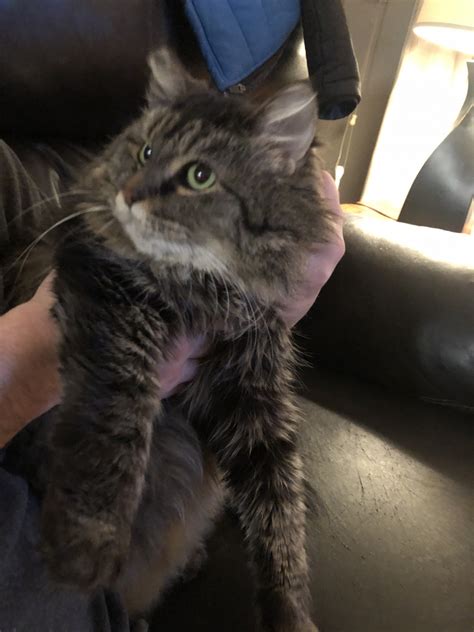 Enter your email address to receive alerts when we have new listings available for maine coon kittens for sale uk. Maine Coon Cat For Sale Michigan - Baby Pink Kitten Heels