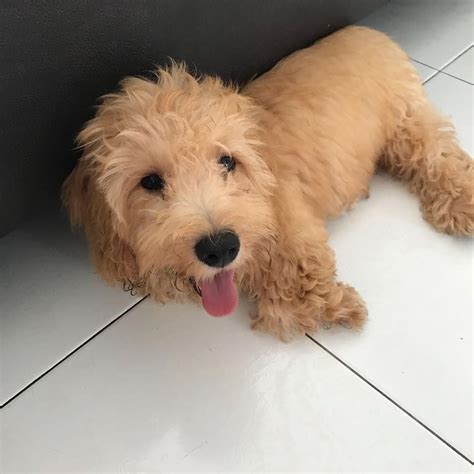 Doxiepoo Poodle Dachshund Mix