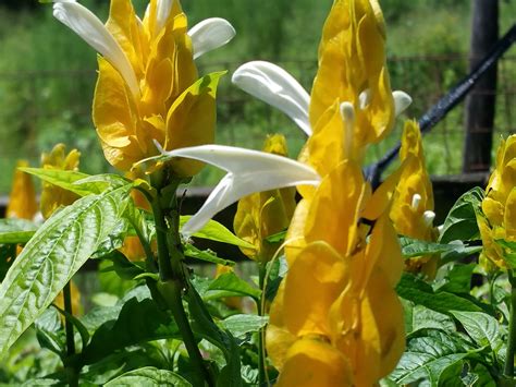 Attract butterflies with these flowering plants. YELLOW Shrimp Live Tropical Plant Golden Unusual Flowers ...