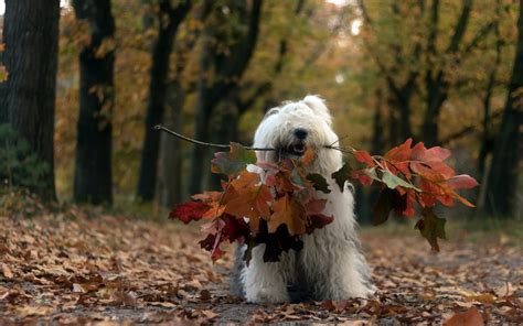 Dog Leaves Fall Animals Wallpapers Hd Desktop And Mobile Backgrounds