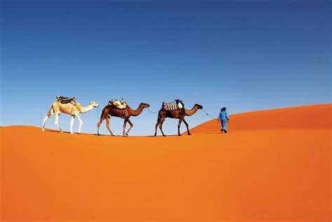 Adventure Tours And Desert Experience Moroccan Odyssey