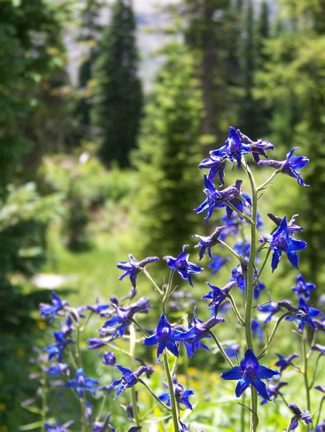 Blue Wildflowers Of Co Wild Flowers Plants Photographer