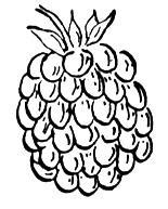 Free Raspberry Coloring Pages Pictures | Fantasy Coloring Pages