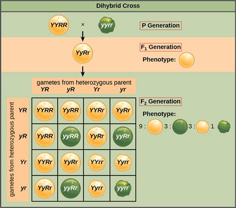 Some of the worksheets for this concept are dihybrid punnett square practice, punnett squares dihybrid. A Dihybrid Cross Involves The Crossing Of Just One Trait ...