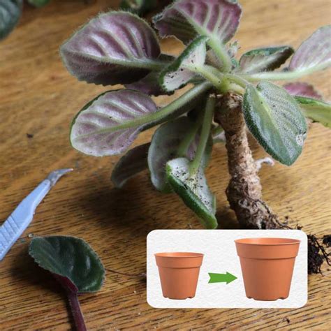 How To Repot African Violets Empress Of Dirt