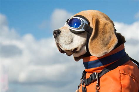 Dog Pilot Stock Photos Pictures And Royalty Free Images Istock