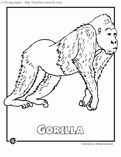 Coloring Pages Of Rainforest Animals Timeless