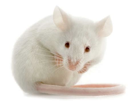 Sensory Deception Lab Mice Can Smell Light Npr