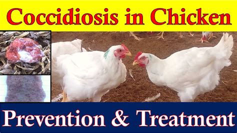 Coccidiosis In Chickens Coccidiosis Symptoms Prevention And Treatment