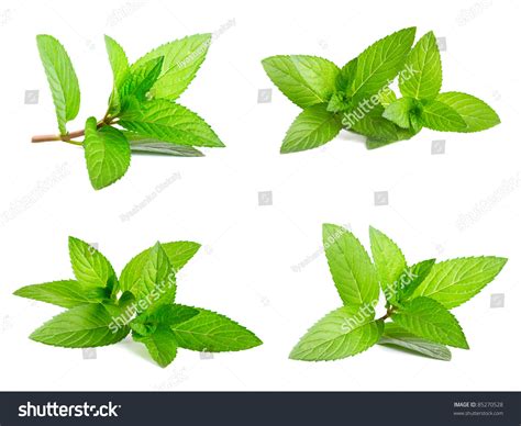 Fresh Green Mint Isolated On White Stock Photo 85270528 Shutterstock