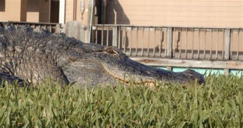 District Official Explains Decision To Move Larry The Alligator Out Of
