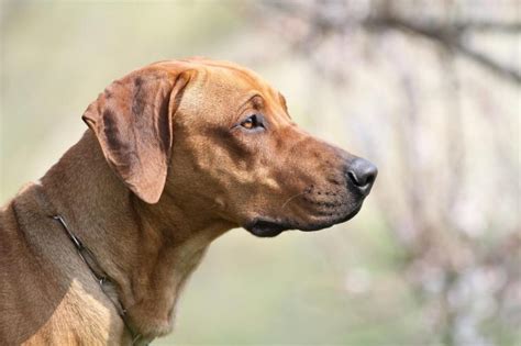 Breed Review Rhodesian Ridgeback 20 Pics Page 7 Of 7 Pettime
