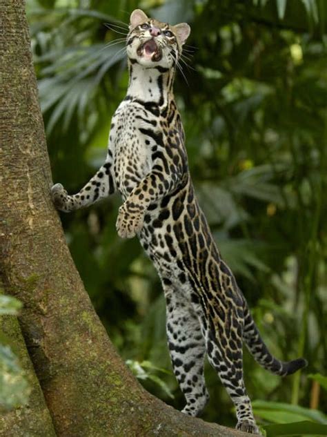 Ocelot Felis Leopardus Pardalis Amazon Rainforest Ecuador