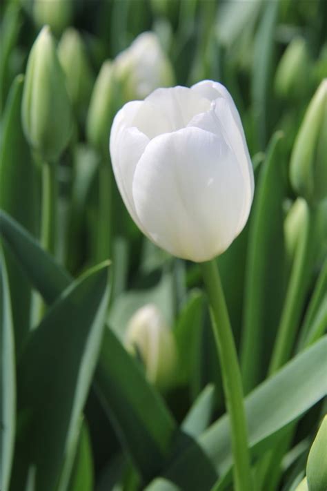 May 23, 2021 · the meaning of dandelions varies depending on where you are in the world. Kindness: Tulip | White tulips, Tulips meaning, Beautiful ...