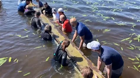 Discovery Ancient Native American Canoe Pulled From Lake Waccamaw In