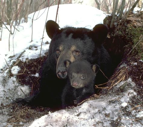 Myth Black Bears Stink North American Bear Centernorth