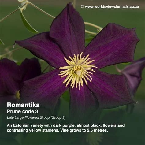 Clematis jackmanii vines do not grow as bulbs. Worlds View Clematis, Clematis, Nursery, South Africa ...