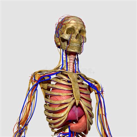 Human Anatomy Stock Illustration Illustration Of Heart 44797645