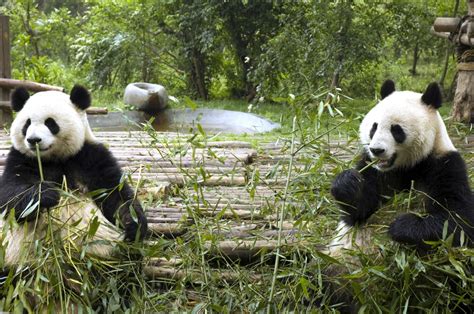 Great Wall And Pandas On The Go Tours Blog