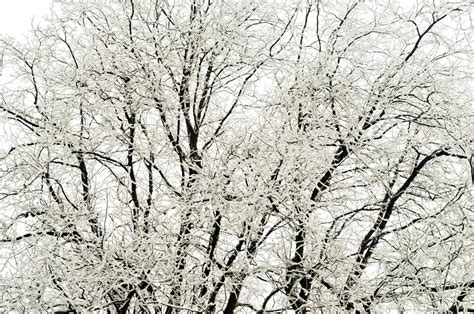 Tree Winter Seasons Free Stock Photo Public Domain Pictures