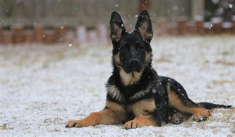 Are German Shepherds For Snow