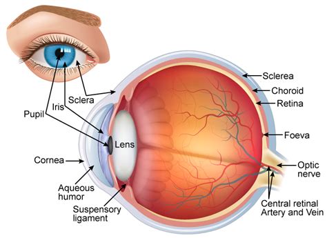 Draw A Neat And Labelled Diagram Of Structure Of The Human Eye