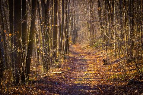 Serene Path In Middle Of Autumn Forest Stock Photo Image Of Quiet