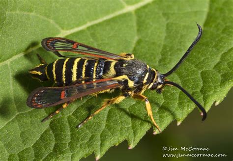 Ohio Birds And Biodiversity Rileys Clearwing Moth A Remarkable Mimic