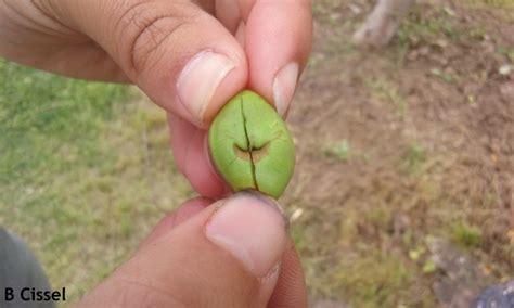 It is a major problem on stone fruits because the eggs. plum curculio - Maryland Agronomy News