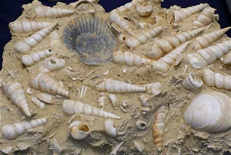 Seashell Fossils By Undistilled On Deviantart