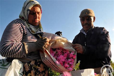 Türkiye nin Gül Bahçesi nde hasat mevsimi Anadolu Ajansı