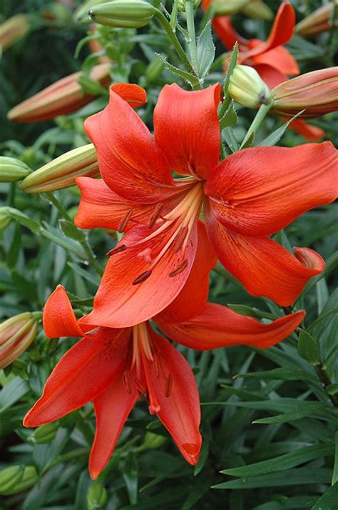 Red Tiger Lily Lilium Lancifolium Rubrum At Dutch Growers Garden