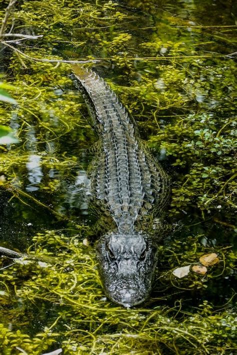 10 Interesting Alligator Facts And Why We Should Protect Them