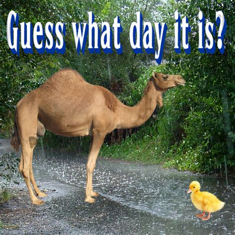 Of course this includes camels and fun stuff, but i also wanted a good message about the. Pin on Hump day