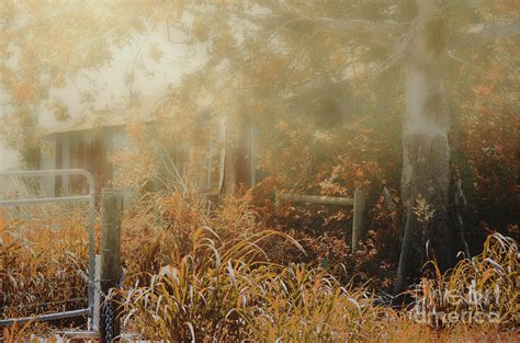 Foggy Fall Morning In Texas Photograph By Darla Rae Norwood Fine Art