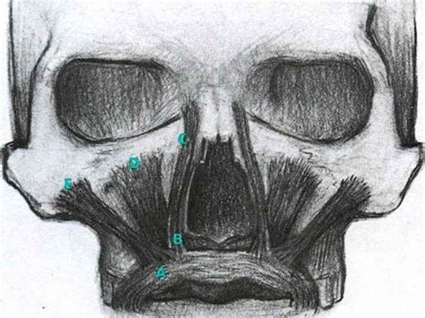 Caption2 = origin = medial infra orbital margin insertion = skin and muscle of the upper lip… … Levator Labii Superioris The Sneering Muscle - Facial ...