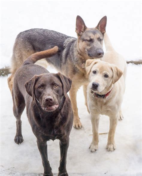 Owczarek Niemiecki Vs Labrador Retriever Two Loving And Loyal Breeds