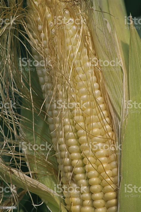 Maize Corns Zea Mays Var Amylacea Maharashtra India Stock Photo