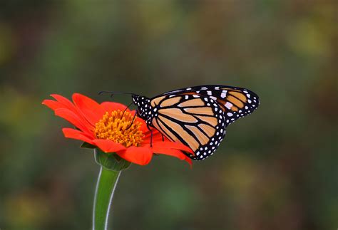 Monarch Butterfly Milliken Park Toronto Ontario Ashley Hockenberry