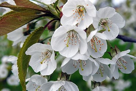 White Flowering Cherry Trees Trees For Sale Ireland Hedgingie
