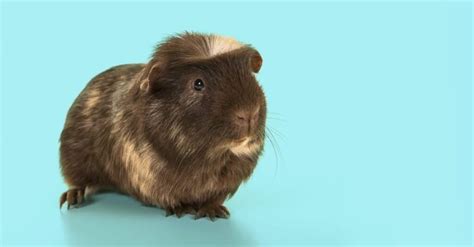 Guinea Pig Types The Ultimate Guide To Guinea Pig Breeds A Z Animals