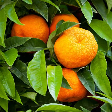 Gardenzeus Quick Tips How To Harvest Tangerines