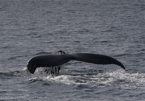 100818 humpback whale Holmavik | lakitours.com
