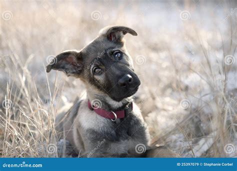 Cute German Shepherd Puppy Sitting In The Grass Stock Image Image Of