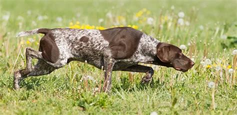 Top 10 Best Hunting Dogs Gun Dogs Hunting Dog Breeds Gundog