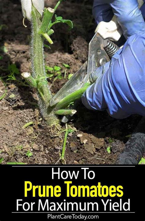 Pruning Tomato Plants How To Prune Tomatoes For Maximum Yield