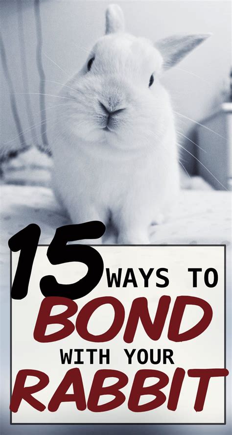 15 Ways To Bond With Your Pet Rabbit Pet Bunny Rabbits Pet Rabbit